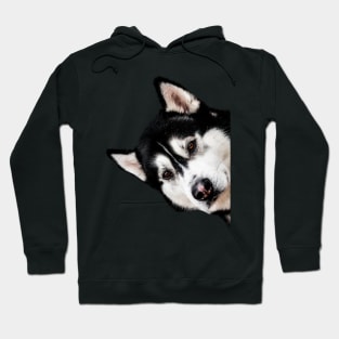 Malamute Peekaboo Hoodie